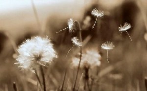 Photo off dandelions